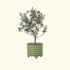 Arbequina Olive Tree with Rolling Tree Planter - 30 Gallon