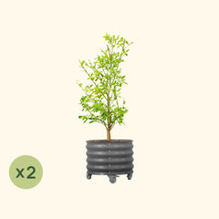 Classic Rolling Citrus Tree Planter - 2 Pack (20 Gallon)