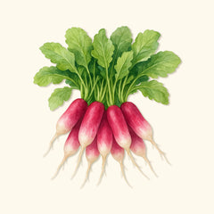 Organic French Breakfast Radish Seeds