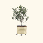 Arbequina Olive Tree with Self-Watering Rolling Planter - 30 Gallon