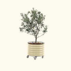 Arbequina Olive Tree with Self-Watering Rolling Planter - 30 Gallon