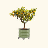 Self-Watering Rolling Citrus Tree Planter 30 Gallon - Gen 2