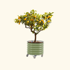 Self-Watering Rolling Citrus Tree Planter 30 Gallon - Gen 2