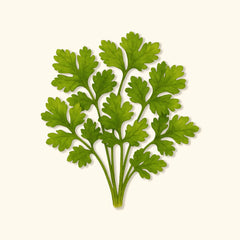 Organic Santo Cilantro Seeds