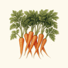 Scarlet Nantes Carrot Seeds