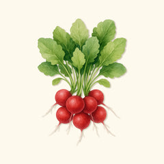 Organic Cherry Belle Radish Seeds