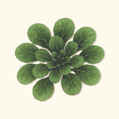 Organic Standard Tatsoi Seeds