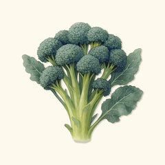 Organic Di Cicco Broccoli Seeds