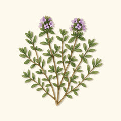 Organic Winter Thyme Seeds