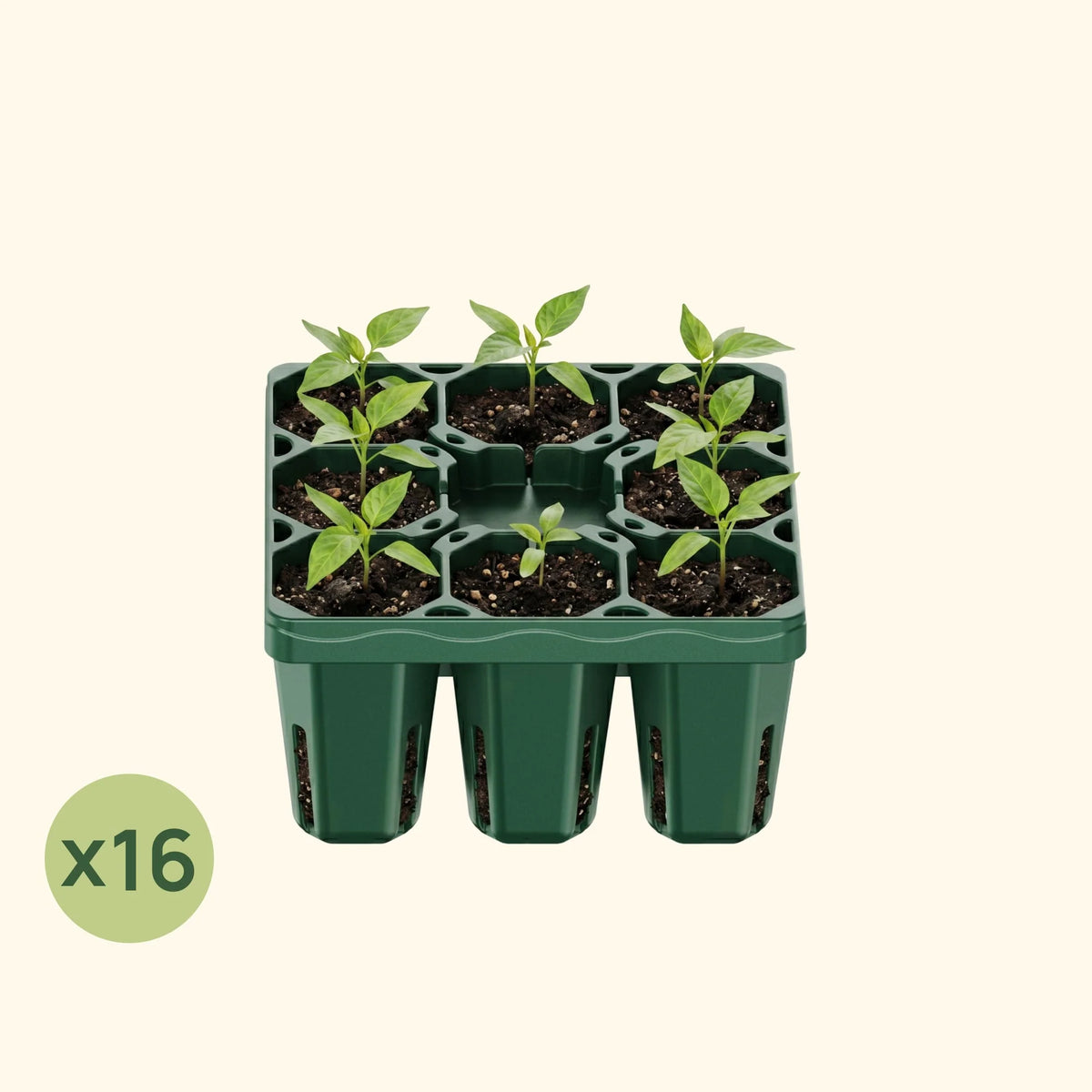 Standard Seedling Tray - 5" x 5"