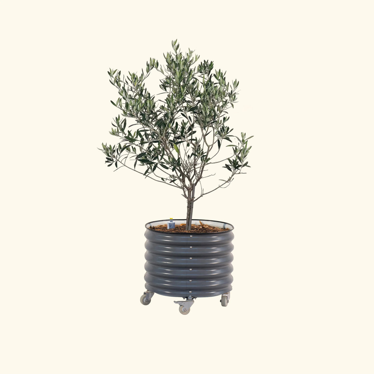 Arbequina Olive Tree with Self-Watering Rolling Planter - 30 Gallon