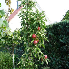 Tasty Red™ Fruit Snacks™ Apple Tree