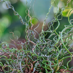 ColorGrass® Twister