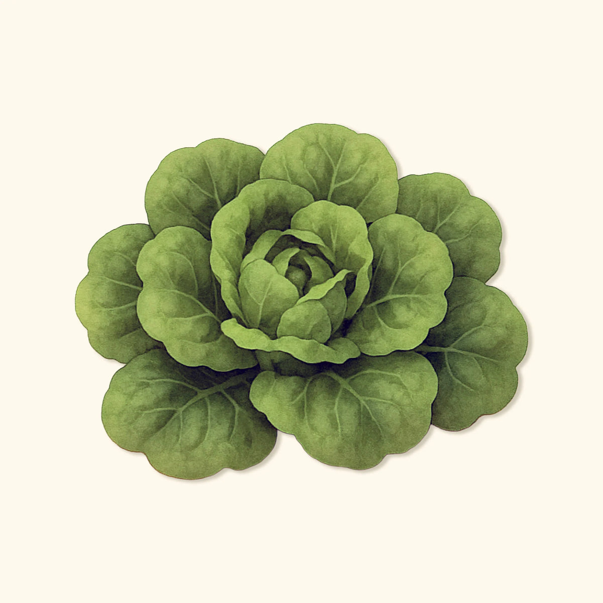 Organic Buttercrunch Lettuce  Seeds
