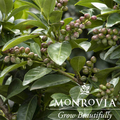 Volcano Cherry Laurel Topiary