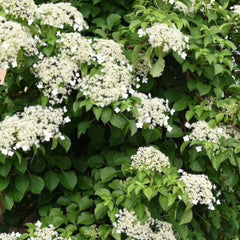Barbara Ann Climbing Hydrangea