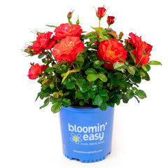 Cinnamon Hearts™ Rose