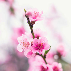 Contender Peach